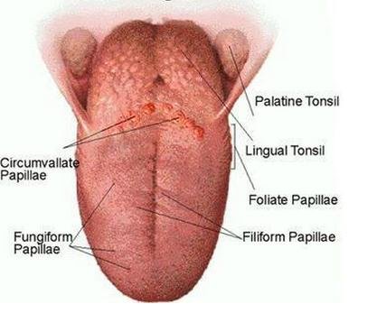 Taste bud types