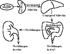 Process of Urobilinogen in urine