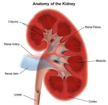 anatomy of kidney Caliectasis