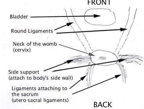 round ligament attachments and location