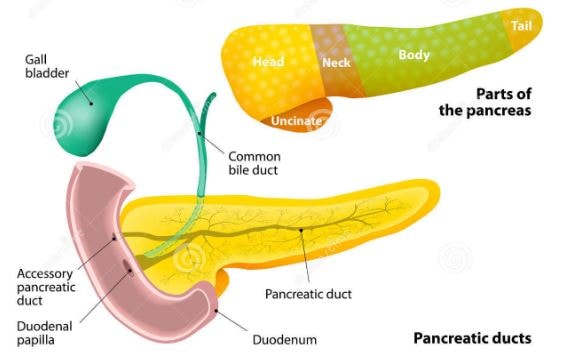 anatomy-of-pancreas-gall-bladder-duct