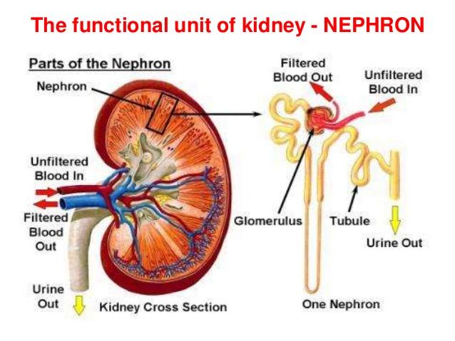 functional unit of kidney - Nephron Diuresis