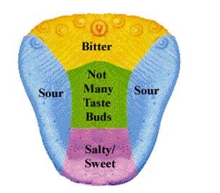 how long does it take to get your taste buds back after prednisone