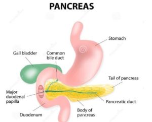 Pancreas Divisum - Symptoms, Treatment, What is?, Diagnosis